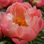 Peonija  `Coral Charm`